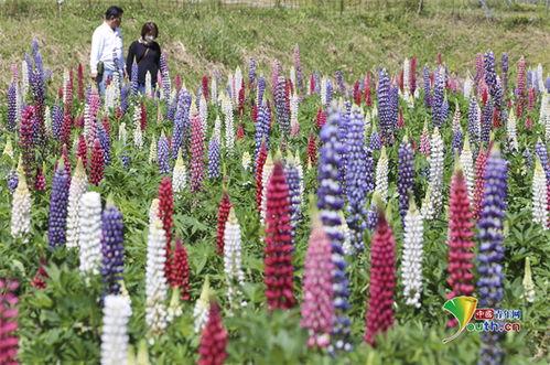 鲁冰花日本,日本风情与自然之美