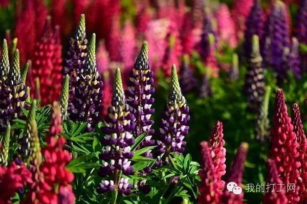 鲁冰花日本,日本风情与自然之美