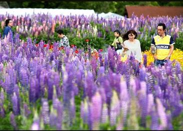 鲁冰花日本,日本风情与自然之美
