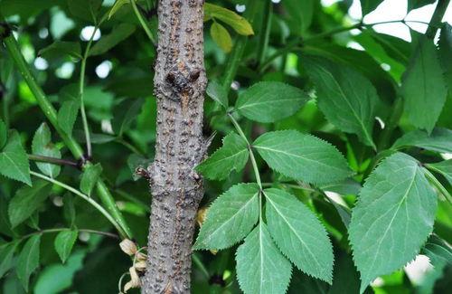 接骨木的图片,自然界的神奇疗愈之树