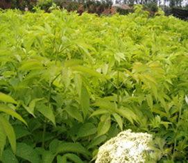 接骨木的图片,自然界的神奇疗愈之树