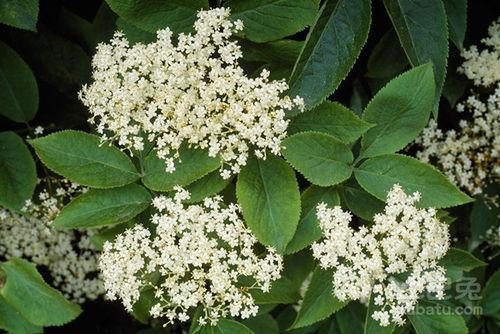 接骨木的图片,自然界的神奇疗愈之树