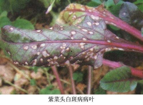 头上白斑病图片,成因、症状及防治策略