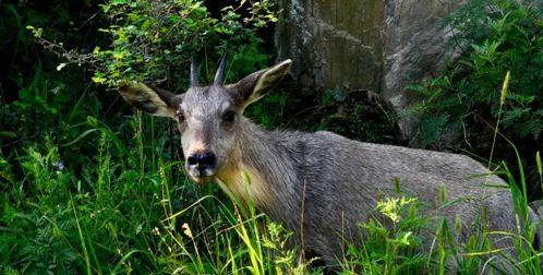 野生保护动物图片大全