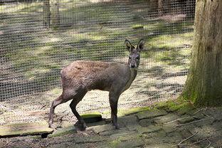 野生保护动物图片大全