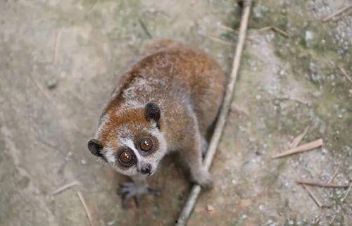 野生保护动物图片大全