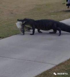 非黑即白佛鳄吃瓜,佛鳄视角下的吃瓜众生相