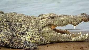 非黑即白佛鳄吃瓜,佛鳄视角下的吃瓜众生相