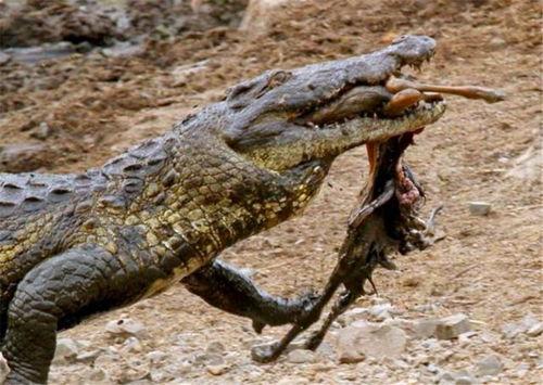 非黑即白佛鳄吃瓜,佛鳄视角下的吃瓜众生相