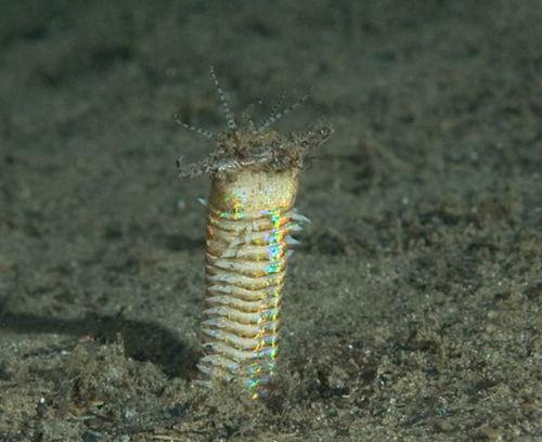 博比特虫图片,深海神秘生物的神秘面纱