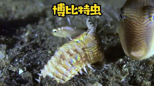 博比特虫图片,深海神秘生物的神秘面纱