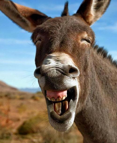 气死驴图片大全,趣味横生的动物搞笑瞬间大盘点