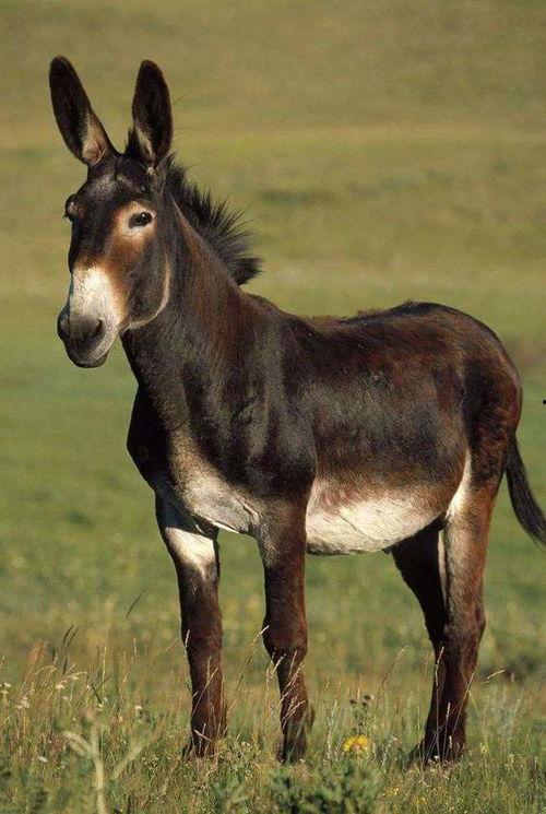 气死驴图片大全,趣味横生的动物搞笑瞬间大盘点