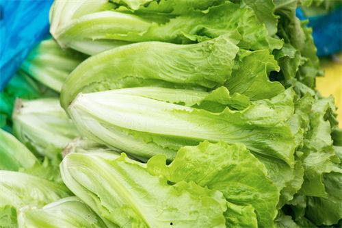 生菜 韩国,探寻生菜的独特魅力