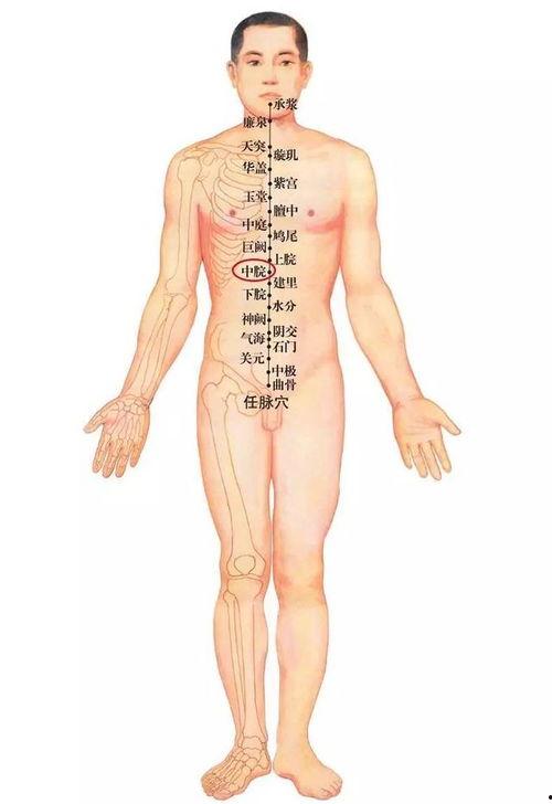 肚脐眼图片大全,揭秘人体奥秘的视觉之旅