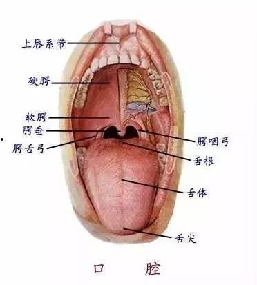 解刨视频,解剖视频深度解析