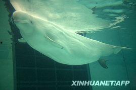 白鲸图片,白鲸的神秘世界