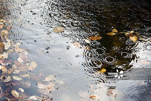 秋雨图片,诗意画卷中的静谧时光
