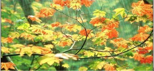 秋雨图片,诗意画卷中的静谧时光
