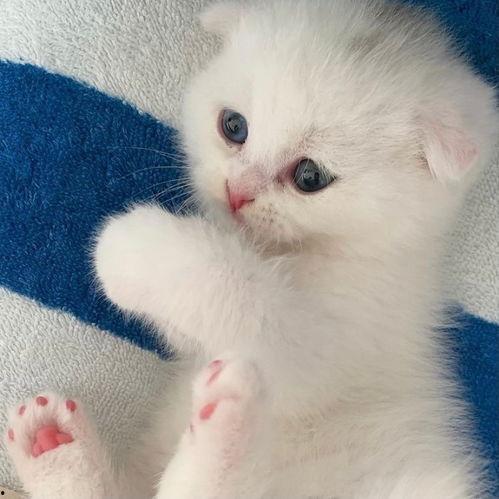 漂亮猫咪图片大全可爱,精选猫咪萌图大盘点