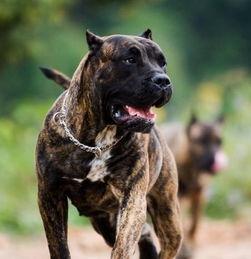 猛犬图片大全,图片大全中的凶猛瞬间