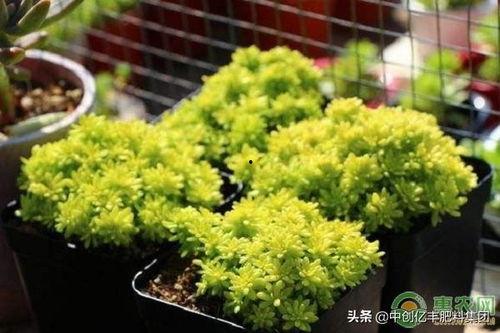 黄金草图片,探寻自然界的黄金宝藏