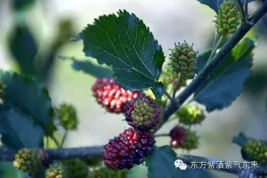 桑叶韩国未删版,深度解析韩流文化魅力