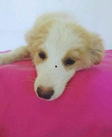 边牧羊犬图片大全,图鉴中的忠诚守护者