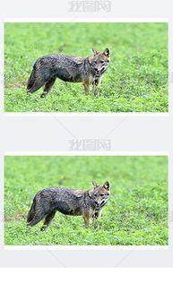 豺狼图片,豺狼的神秘掠食者姿态