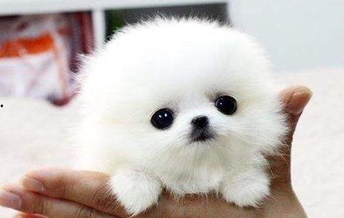 哮天犬图片大全,图鉴中的忠诚守护者