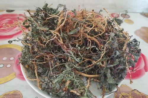 白花莲草药图片,天然疗愈之美的探索