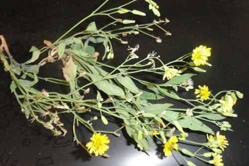 白花莲草药图片,天然疗愈之美的探索