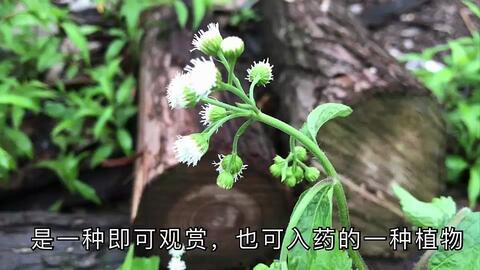白花莲草药图片,天然疗愈之美的探索