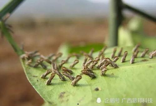 柑橘木虱图片,危害柑橘产业的隐形杀手