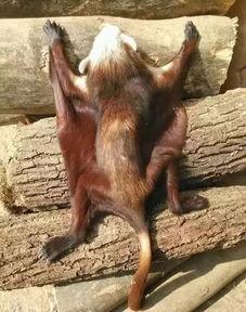 催生子图片,催生子图片背后的生育科技探索