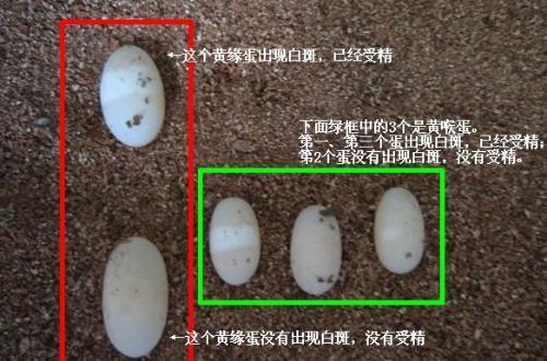 乌龟蛋图片,自然生命的奇妙孵化之旅