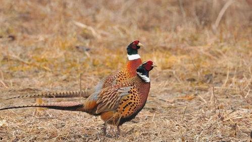 野鸡膀子菜图片,大自然的馈赠